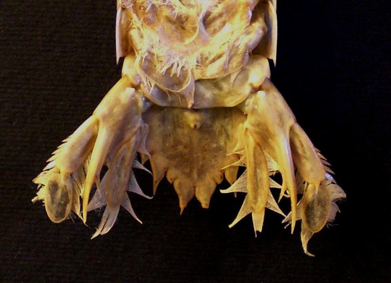 Faughnia serenei T.F.C. male ventral view AS5-6 and telson.jpg